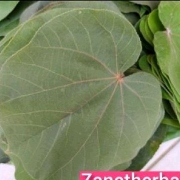 

Daun waru sgar 50 lmbar daun herbal waruu .