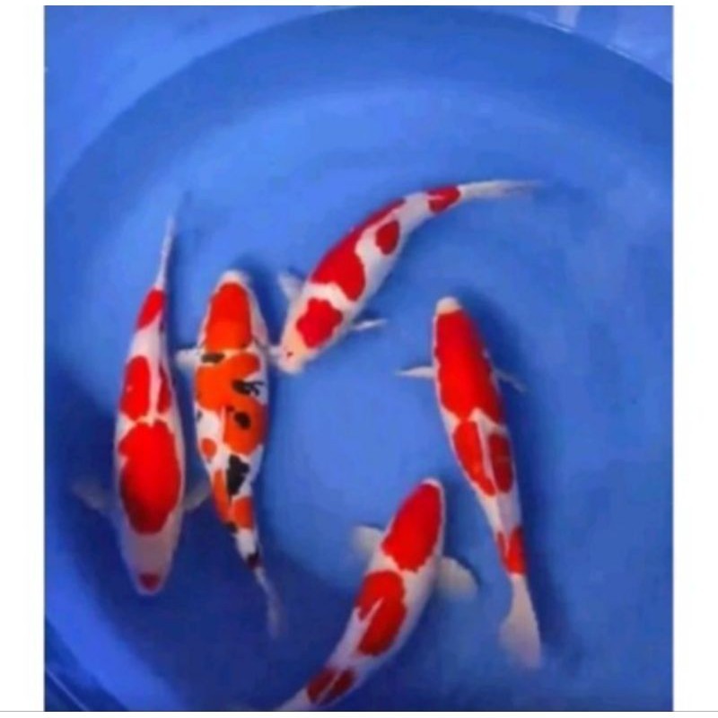 arstistik paketan ikan koi sanke kohaku