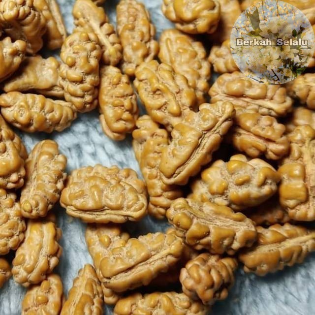 JENITRI RUDRAKSHA MUKHI 1 KECIL SMALL Berkah_Selalu