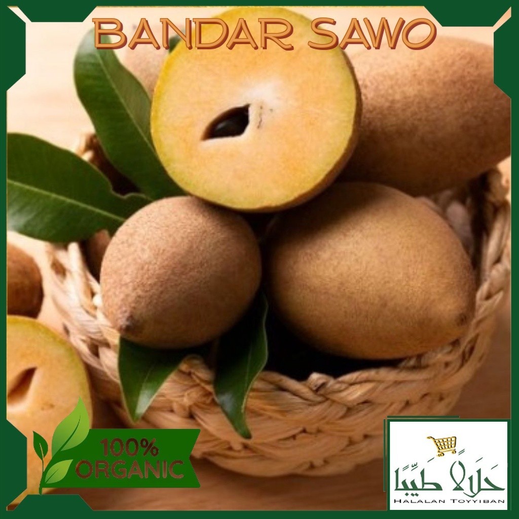 

BANDAR Buah sawo muda pentil mentah segar 250 gram