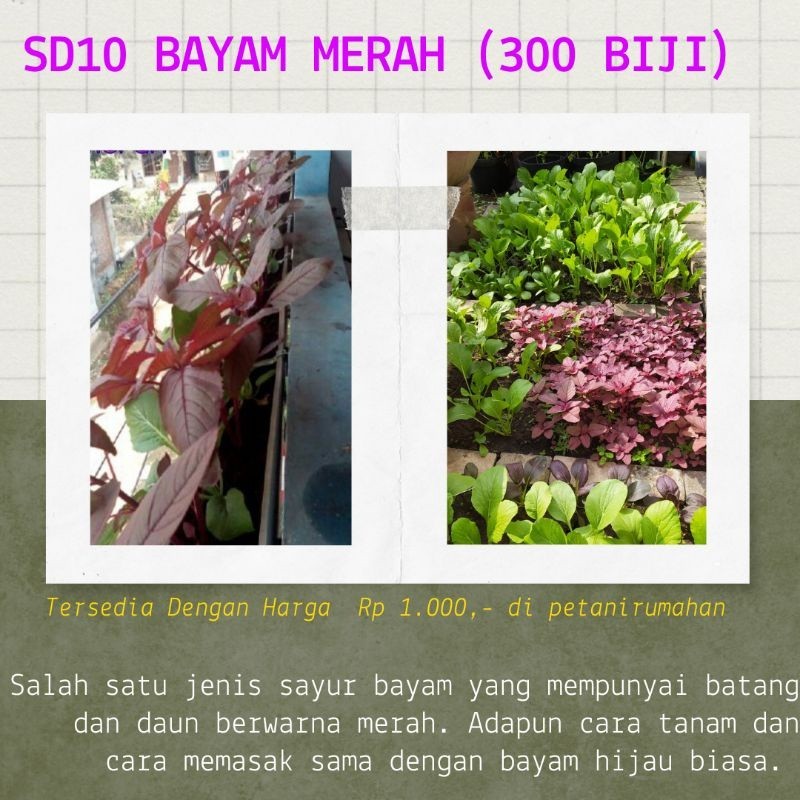 BENIH BIBIT BENIH BAYAM MERAH