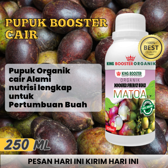 Pupuk Matoa Organik Pelebat dan Booster Buah Matoa Pupuk cair kemasan 250ml Matoa Cepat Berbuah Leba