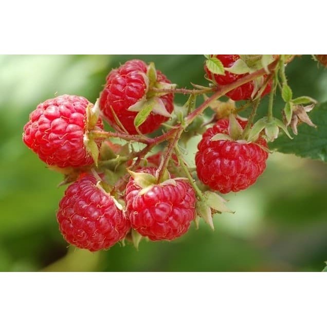 Bibit pohon buah raspberry/arbei