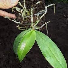 Promo Anggrek  bulan amabilis remaja