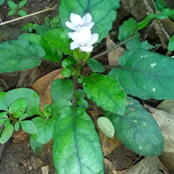 bibit gempur batu bibit tanaman gempur batu bibit tanaman herbal