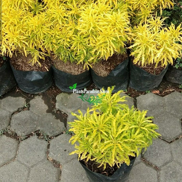 Tanaman hias Brokoli kuning - Pohon Brokoli kuning - brokoli kuning