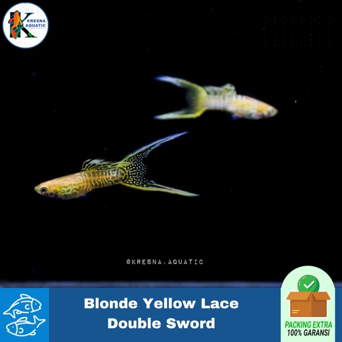 guppy blonde yellow lace double sword