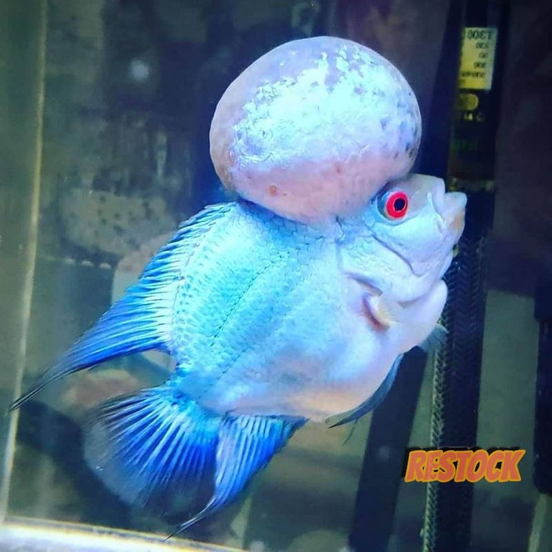 Lampu aquarium blue thaisilk louhan 6-7 cm lohan biru import