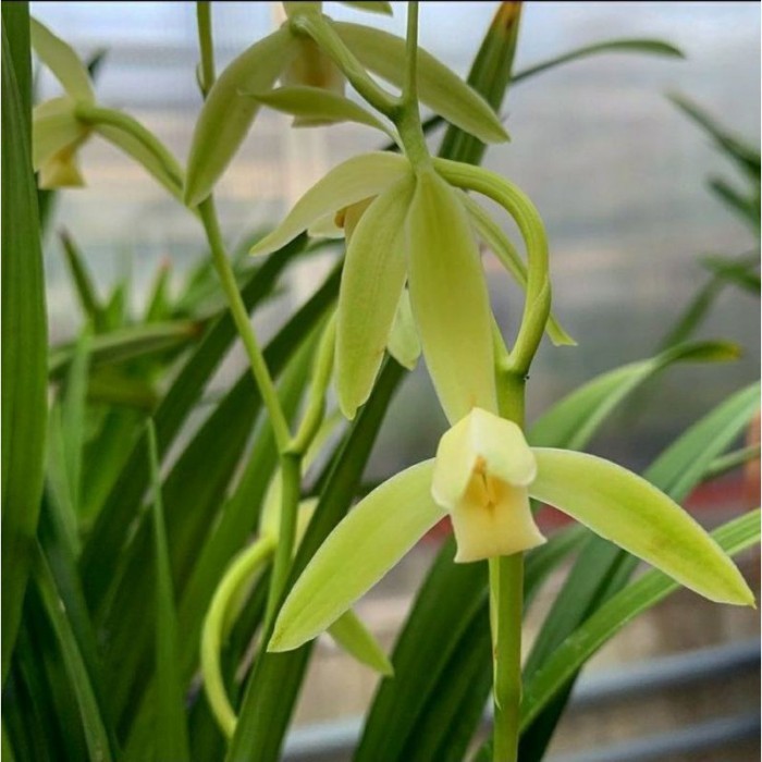 Anggrek cymbidium hitam anggrek - tanaman anggrek tanah tanaman hias h