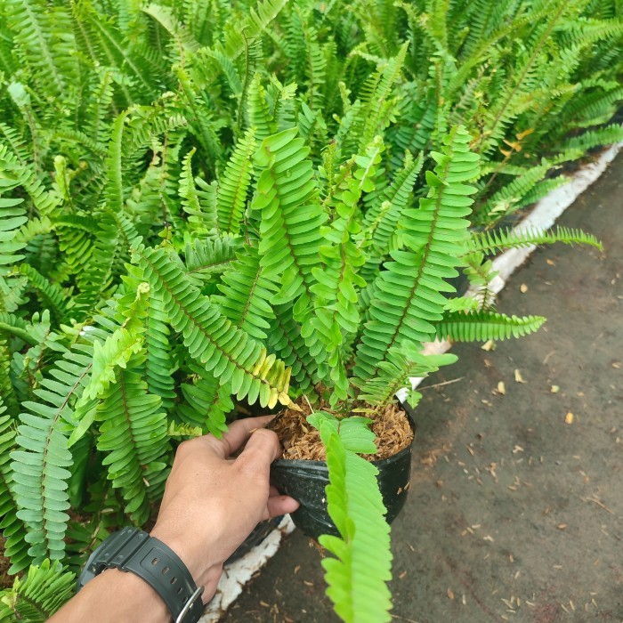 tanaman vertical garden pakis kelabang | Tanaman pakis pakis kelabang
