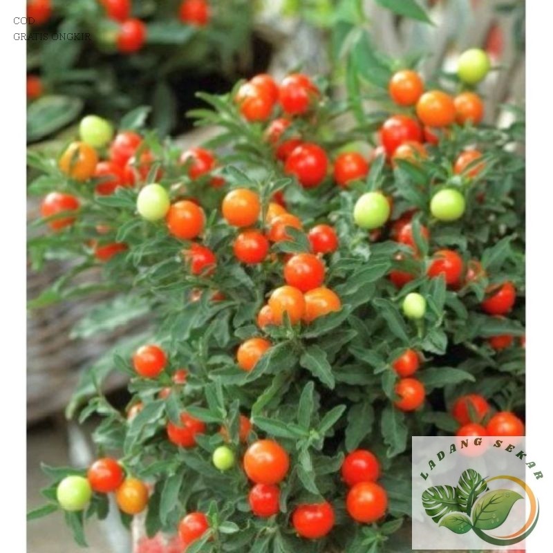 PROMO tanaman hias tomat krimil atau tomat hias