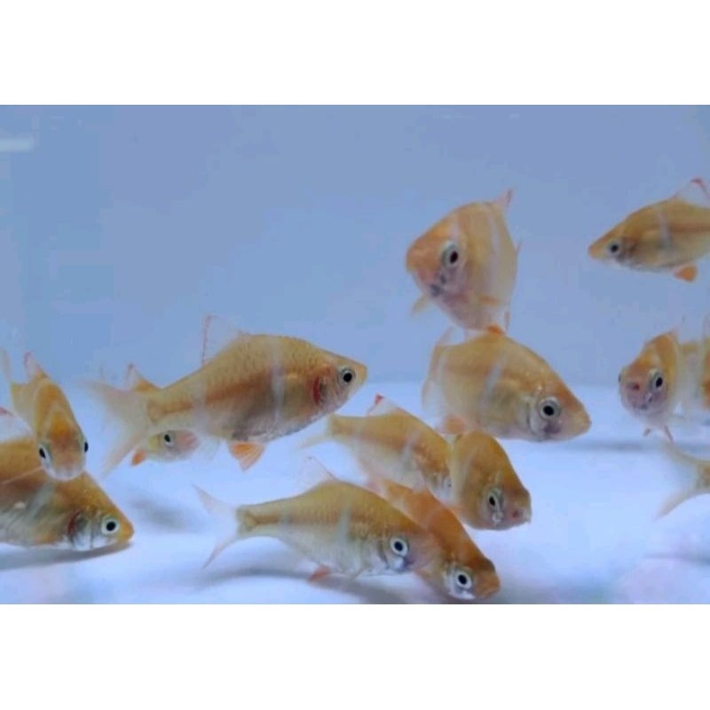 hiasan aquarium sumatra albino barb