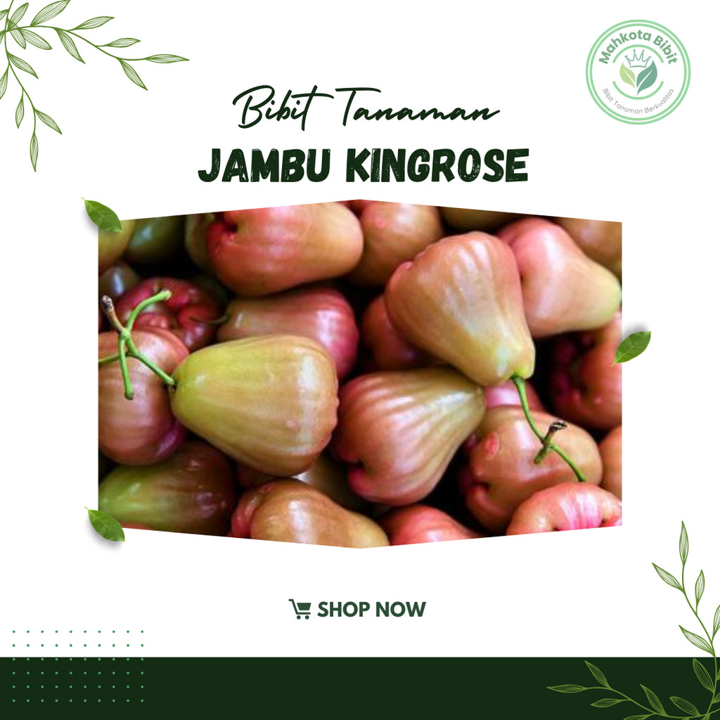 Bibit Air King Rose Tanaman Jambu unggul