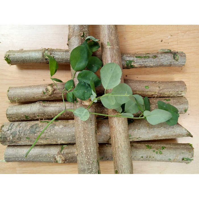 Bibit stek pohon kelor - bibit daun kelor