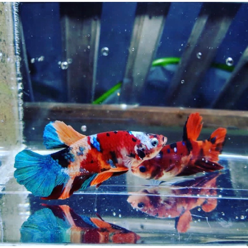 

stiker anomali cupang pair full warna, full telur, tinggal ternak