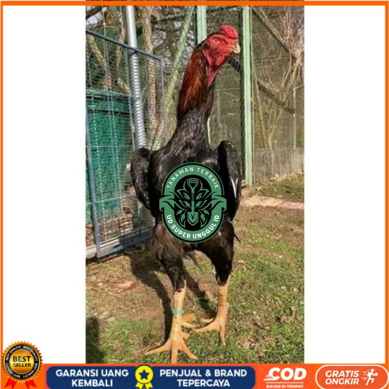 

TELUR AYAM RAINBOW UNTUK DI TETASKAN UD_SUPER_UNGGUL_ID