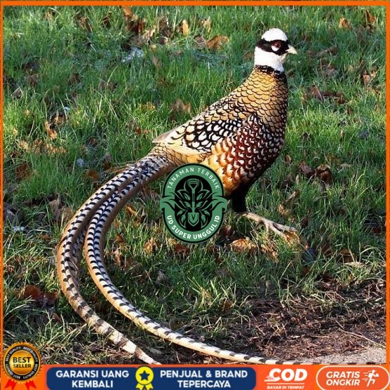 

Telur ayam hias ringneck reeves pheasant fertil untuk ditetaskan UD_SUPER_UNGGUL_ID