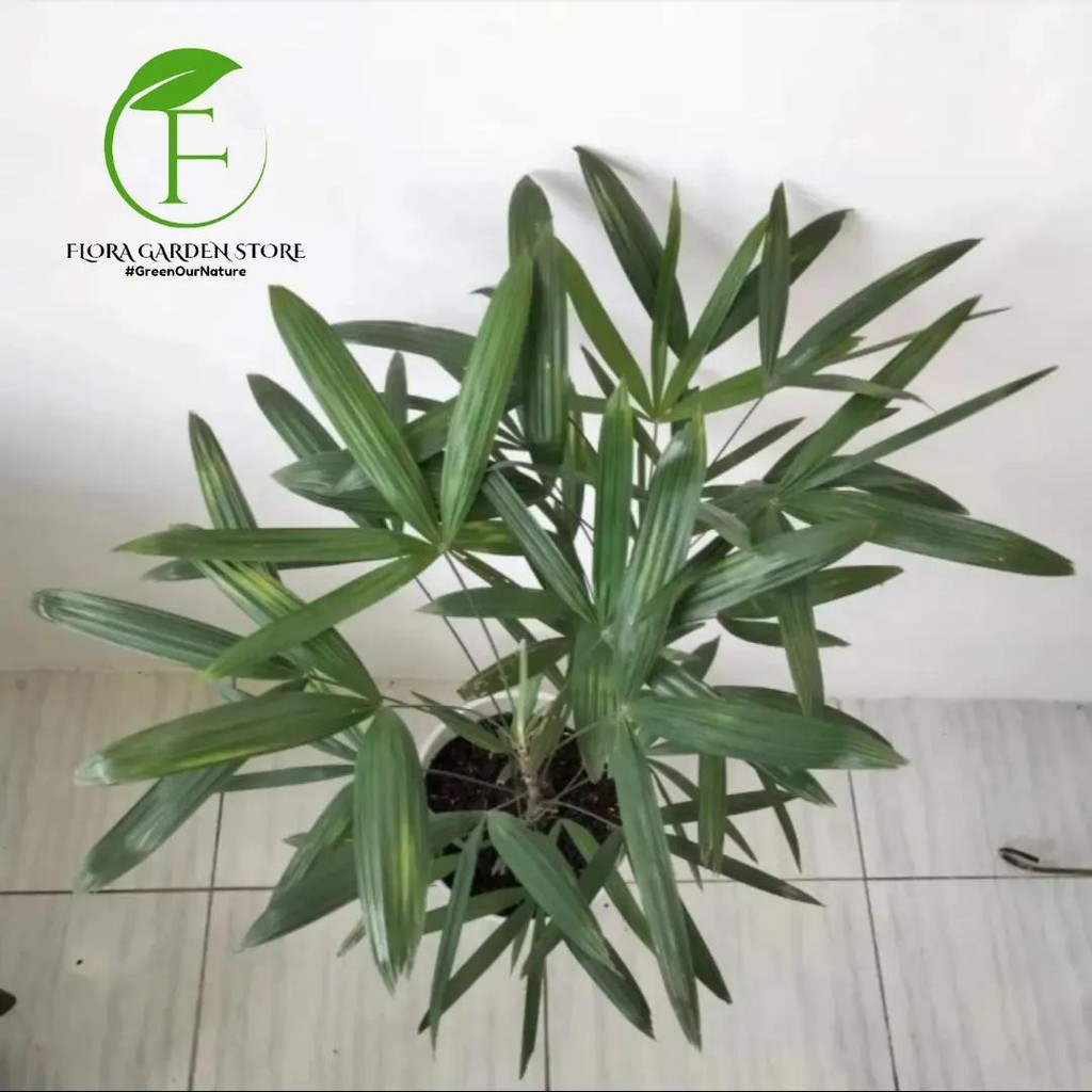 Tanaman Hias Palem Regu - Tanaman Hias Palem Regu