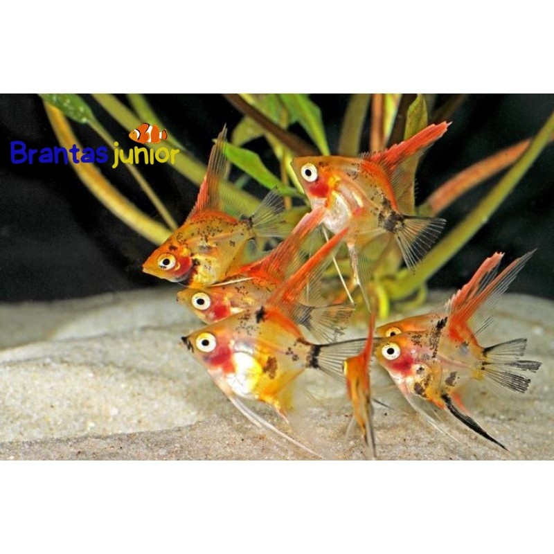 Manfish Red Devil  Bahan Bagus - Perawatan Aquarium