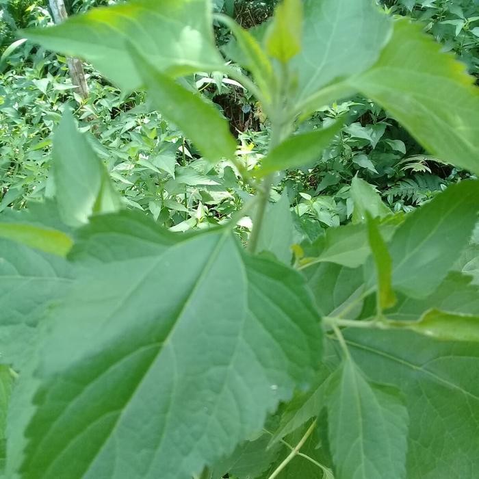 

ready daun marenggo atau kirinyuh segar 500 gr