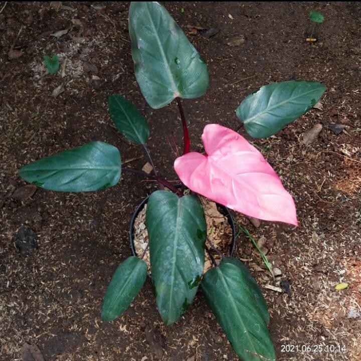 Tanaman hias philodendron pink marbel - philodendron pink cantik