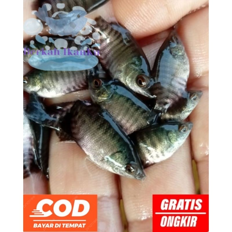 hobi Bibit Gurame Soang Ngeramo isi 10//bisa COD// konsumsi