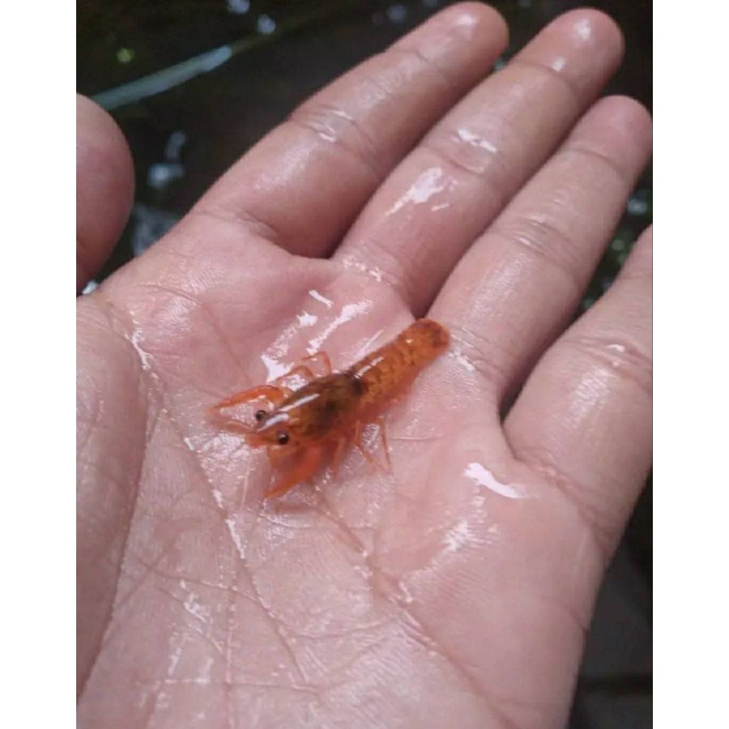 hiasan Dwarf Lobster Orange Mexico | Lobster Mini Mexico | pembersih Alga Aquascape