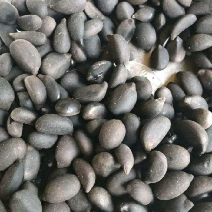 

silahkan COD Bibit Biji Aren / Kolang Kaling Genjah Varietas Unggul .