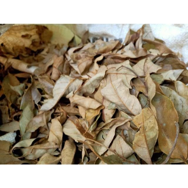 

Daun Pala Kering 100 gram Herbal COD