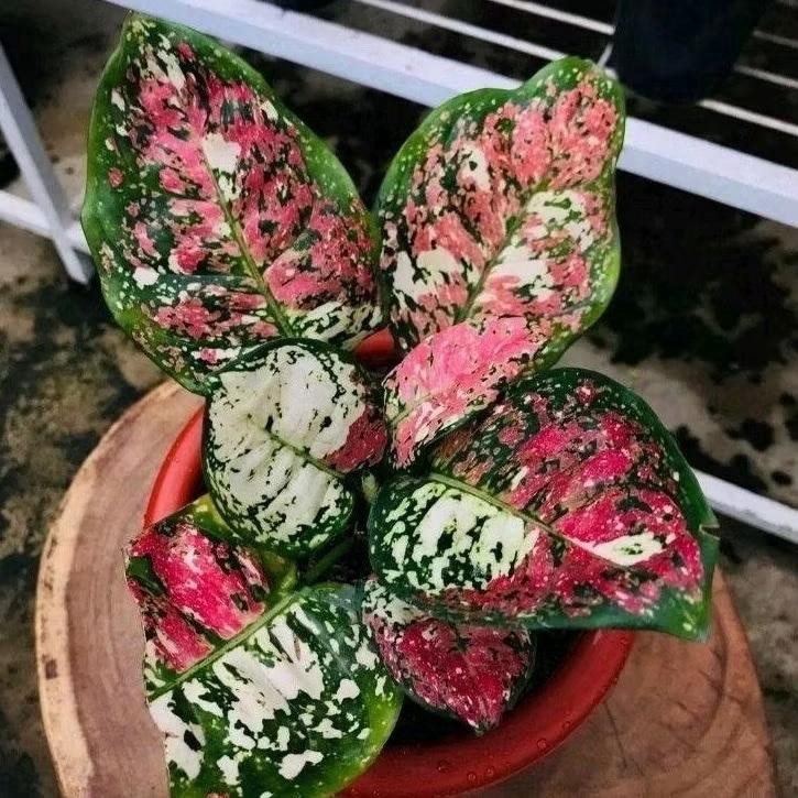 SALE Anakan Aglonema tricolor TERMURAH