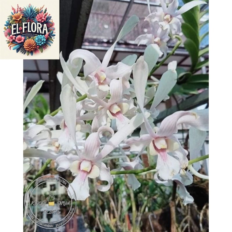 ( BISA COD ) Seedling Anggrek Dendrobium Capung Kapuas - Tanaman Hias Bunga Anggrek Dendrobium Belum