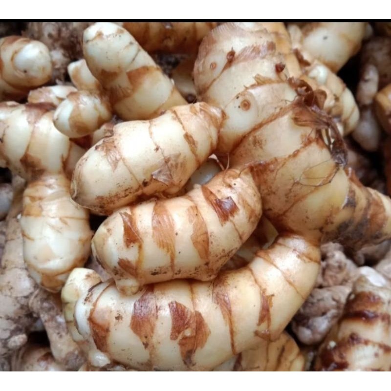 

kunyit putih super 1000 gram fres obat herbal, kunyit putih segar...