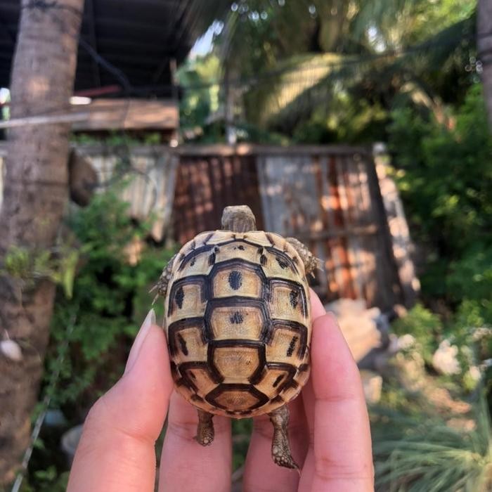 pajangan kura golden Greek gemoyyy