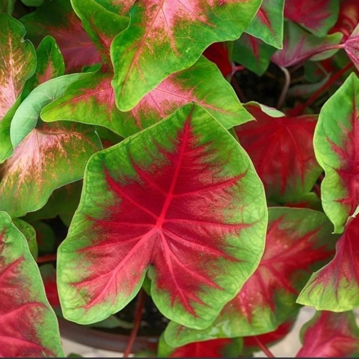 tanaman hias keladi merah caladium pohon keladi merah @ahmadanggrek