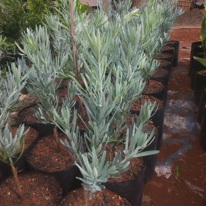 Tanaman Hias lohansung silver blue ice - lohansung silver blue ice ori - Murah