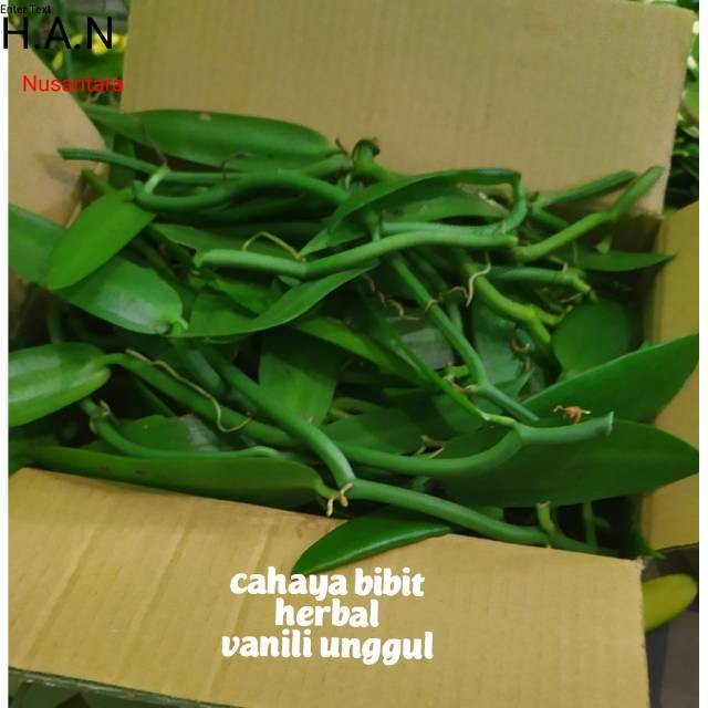 Bibit vanili 3 ruas 30cm cutting vanilla panili panila paneli vania 1 2 siap tanam