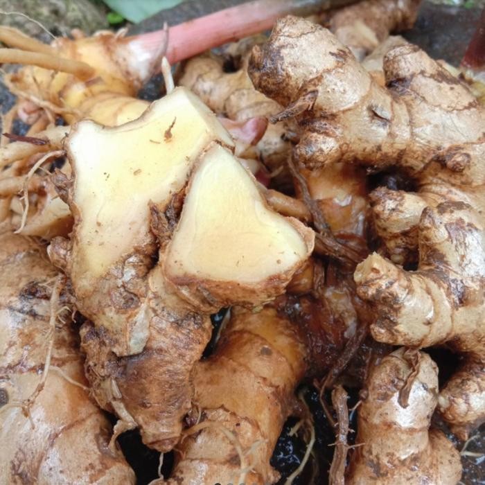 

Lempuyang segar 1 kg Shop with