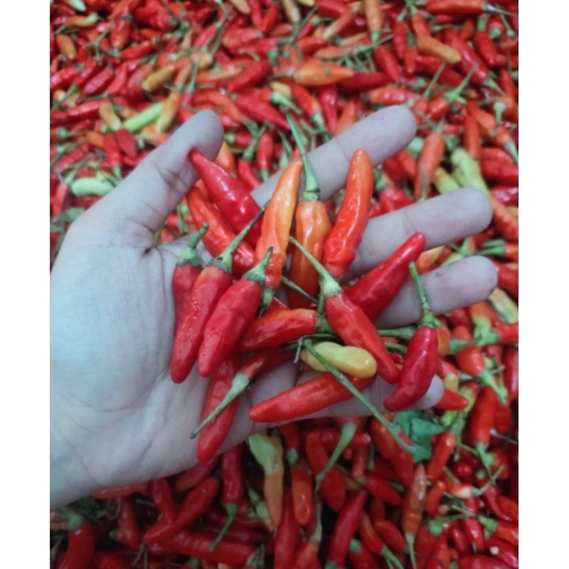 

Cabe rawit 100/250/500 Gram