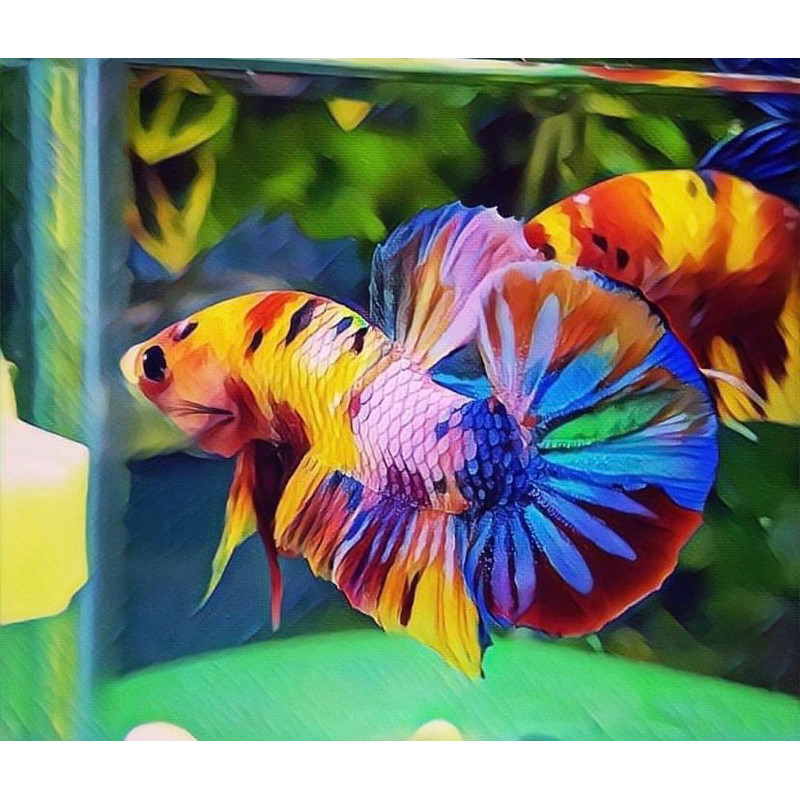 

stiker anomali cupang plakat multy color, full warna bervariasi, mental galak, istimewa