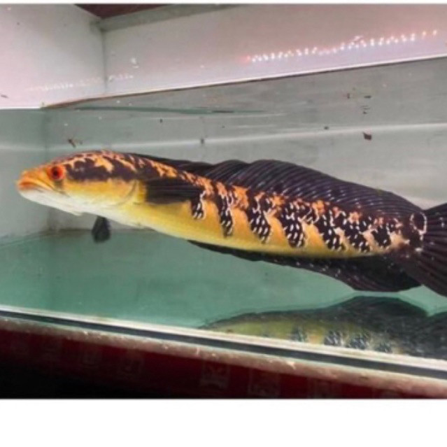 promo gacor YELLOW MARU berkualitas 10-30cm Spek Kontes ( bonus pelet+stikerr)