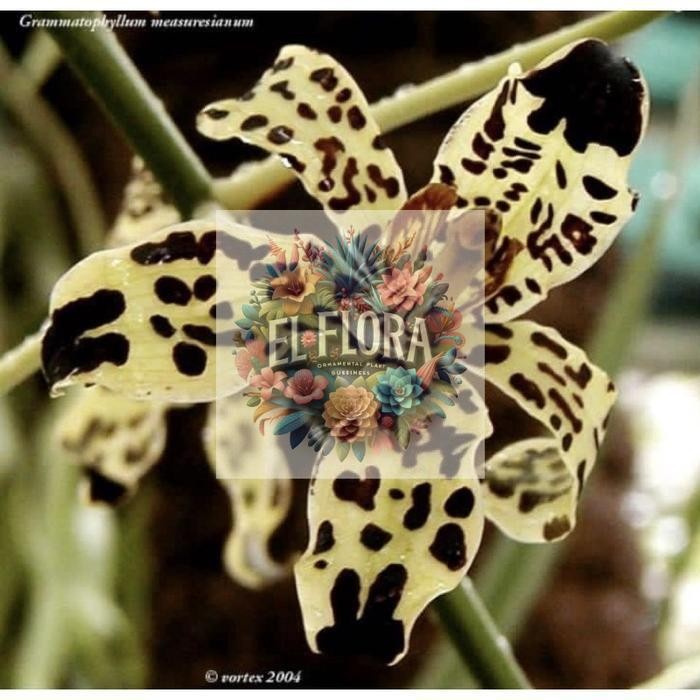 Anggrek Grammatophyllum Measurianum Sp Dewasa Siap Bunga