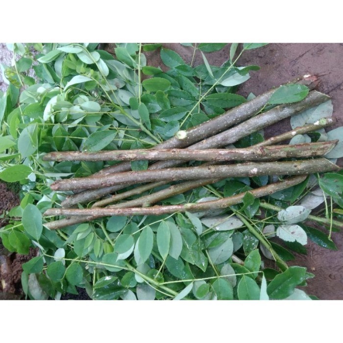 

Redy silahkan COD promoStek bibit Gamal 1 meter / kleresede ( Gliricidia sepium ) siap tanam fresh cutting / Stek Batang Terlaris