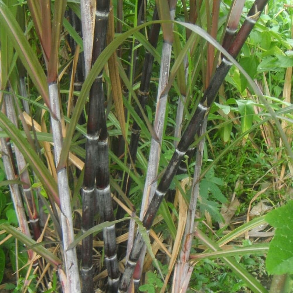 tebu hitam/ tebu ireng/tumbuhan obat/tumbuhan vitamin