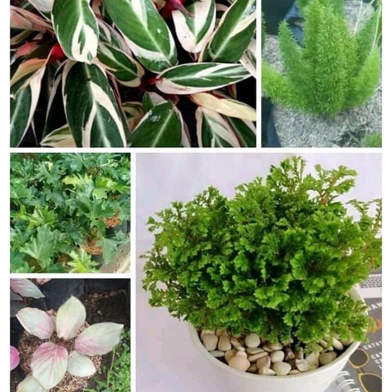 Paket 5 tanaman hias/tanaman hidup/taman rimbun