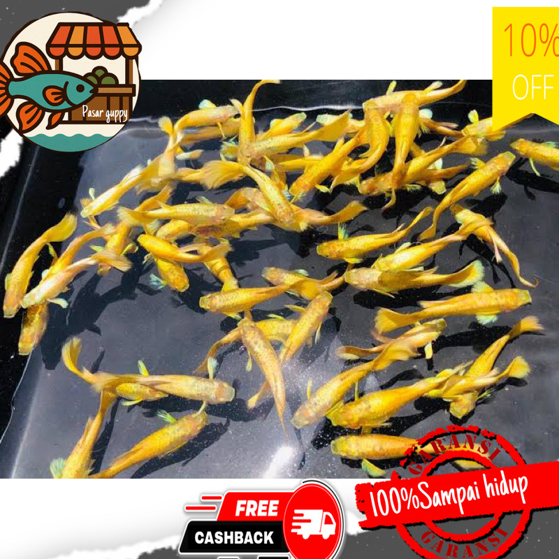 Hiasan aquarium hiasan aquarium sepasang guppy super gold siap kawin