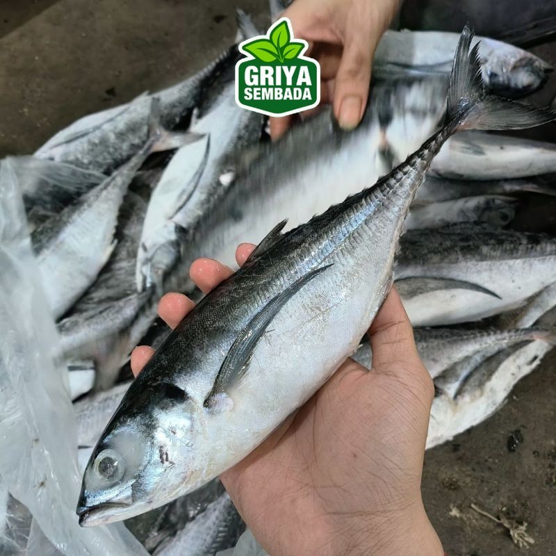 

Ikan Tengkek Frozen 1 Kg Tanpa Kimia Griya Sembada