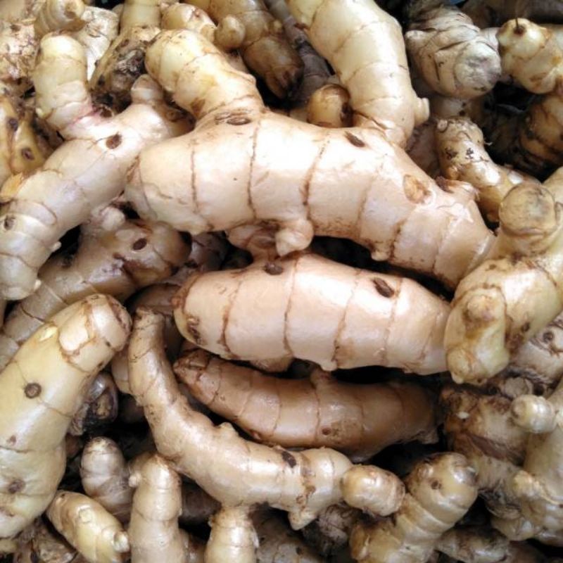

1 kg TEMU PUTIH SEGAR CURCUMA ZEDOARIA FRESH KUNYIT/KUNIR PUTIH B.L.K