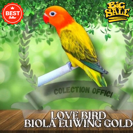 Burung Lovebird Biola Euwing Gold