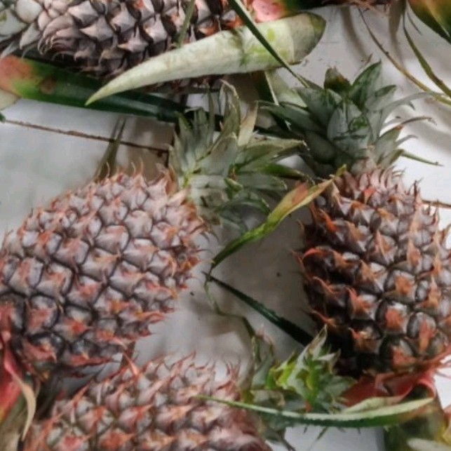 

asli nanas muda100% untuk herbal A.S S.SP