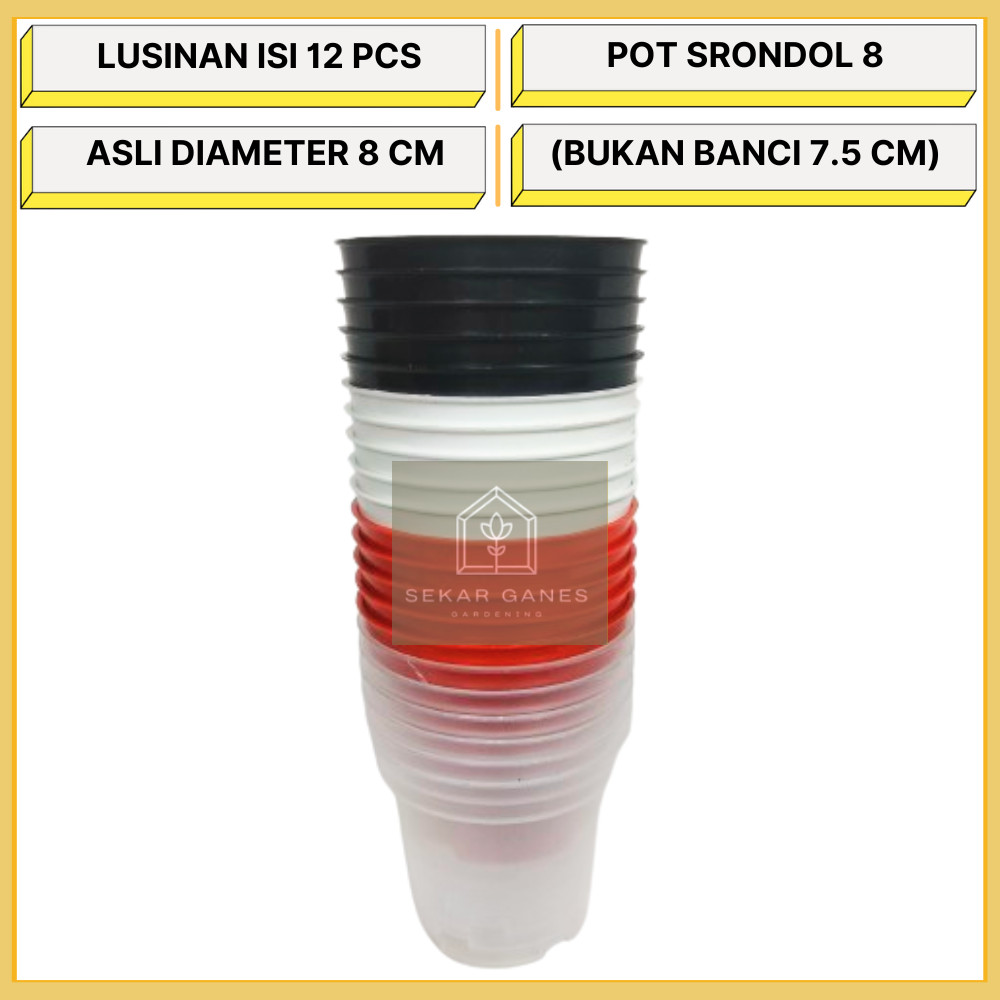 LUSINAN Pot Srondol 8 Hitam Putih Merah Bata Coklat Bening Transparan Warna Warni Isi 12 Pcs TERMURA